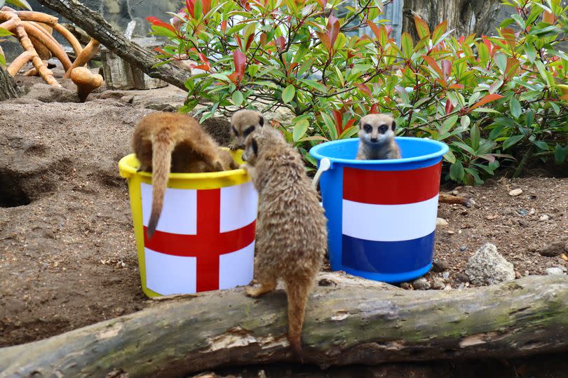 Undated Drusillas Park handout photo of the ???Mystic Meerkats??? at Drusillas Park, who have accurately predicted England???s success throughout the Euro 2024 tournament so far. Issue date: Tuesday July 9, 2024.