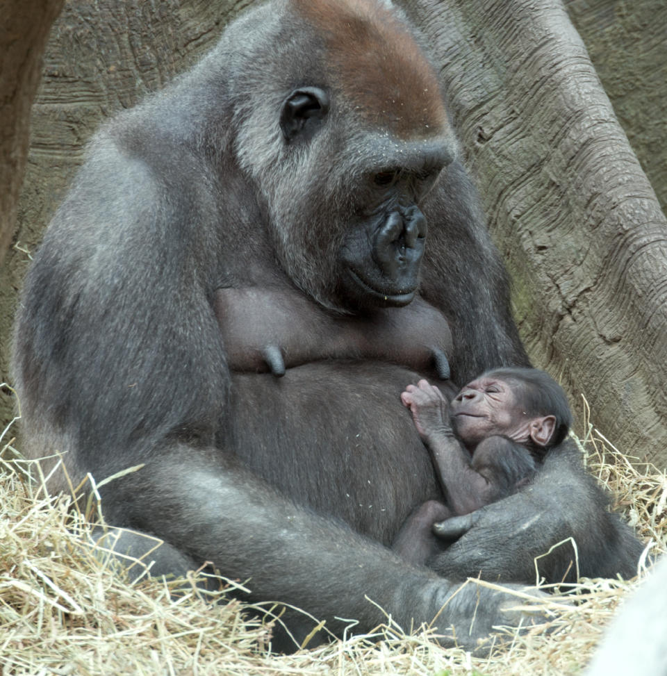 In this photo taken on Tuesday, April 22, 2014, and provided by the Wildlife Conservation Society, “Tutti,” a female Western Lowland gorilla looks down at her sleeping baby at the Bronx Zoo in New York. With the addition of two new baby gorillas recently born at the zoo, the Bronx Zoo’s Congo Gorilla Forest is now home to 20 gorillas. (AP Photo/WCS, Julie Larsen Maher)