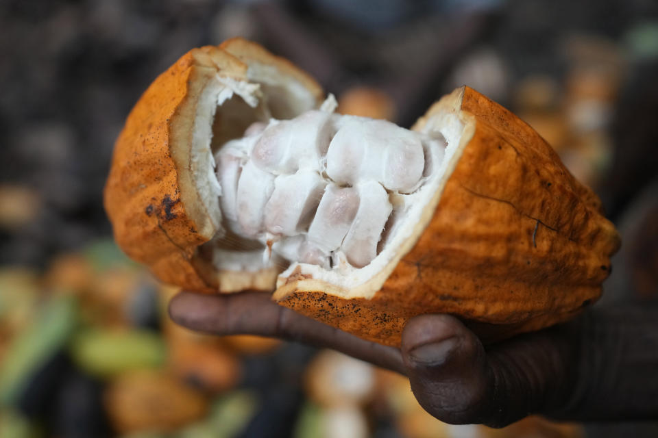 Babatunde Fatai, a cocoa farmer, holds a cocoa pod at a farm inside the conservation zone of the Omo Forest Reserve in Nigeria, Monday, Oct. 23, 2023. Farmers, buyers and others say cocoa heads from deforested areas of the protected reserve to companies that supply some of the world’s biggest chocolate makers. (AP Photo/Sunday Alamba)