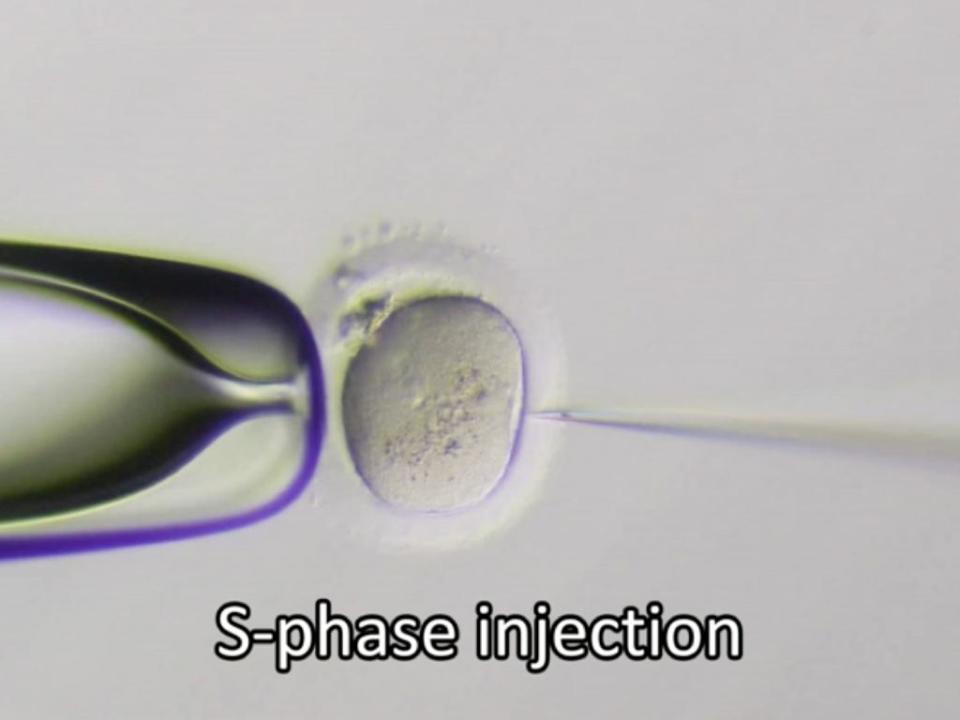 Crispr-Cas9植入人類卵子。科學家以基因編輯技術修復胚胎中的致病基因。（OHSU胚胎細胞與基因修復中心）