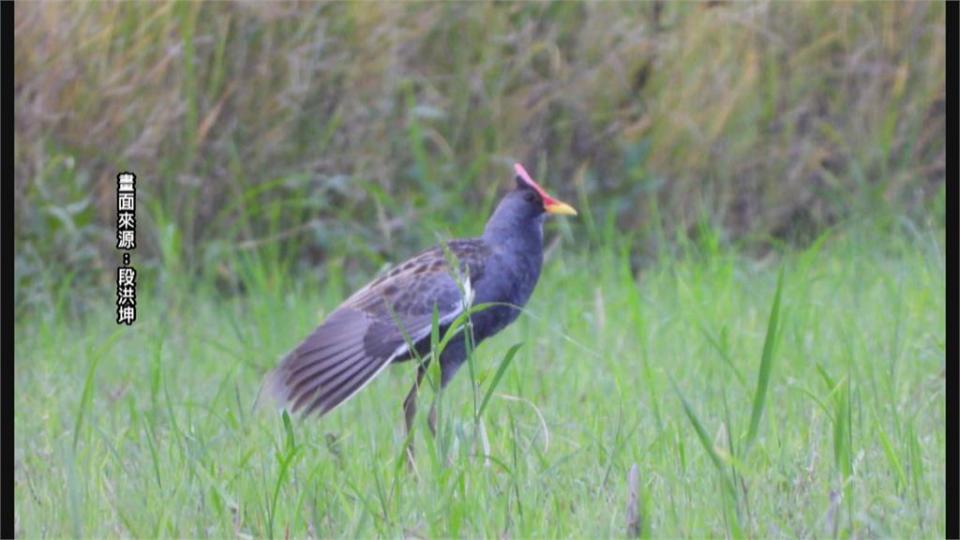 像雞又像鳥！　稀有夏候鳥「董雞」現身台南