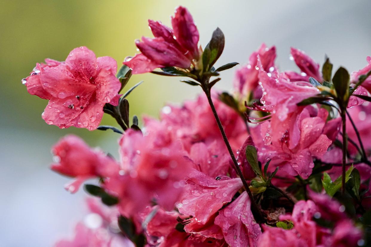 Apr 8, 2024; Augusta, Georgia, USA; Morning dew sits on azaleas during a practice round for the Masters Tournament golf tournament at Augusta National Golf Club. Mandatory Credit: Adam Cairns-USA TODAY Network