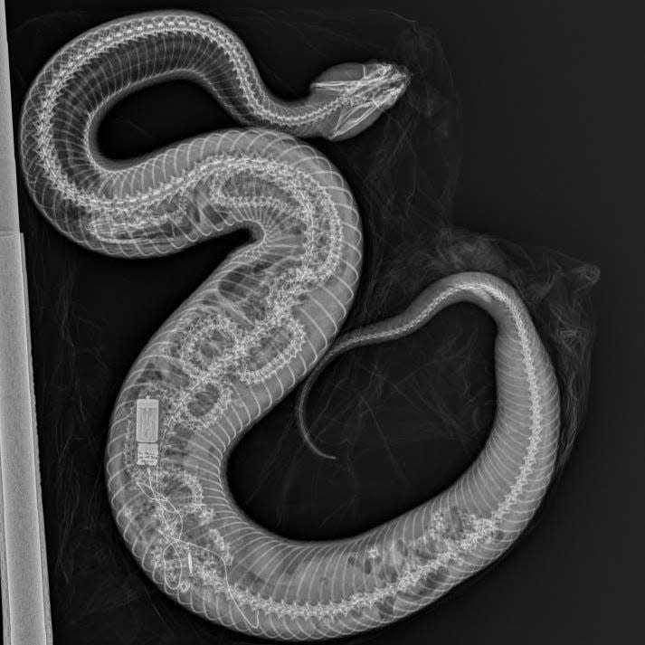 X-ray of cottonmouth snake, which consumed a Burmese python and its tracking transmitter.