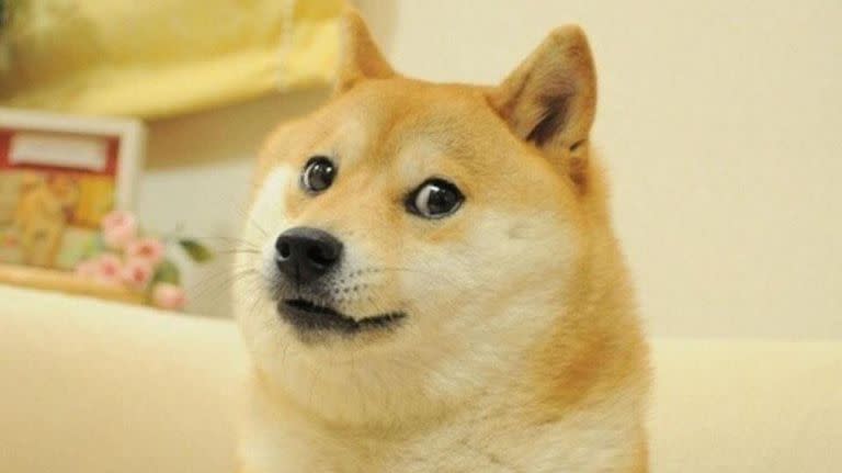 Kabosu, la perra que inspiró el meme “doge”, es de raza shiba inu, y apareció sin aviso en reemplazo del logo de Twitter