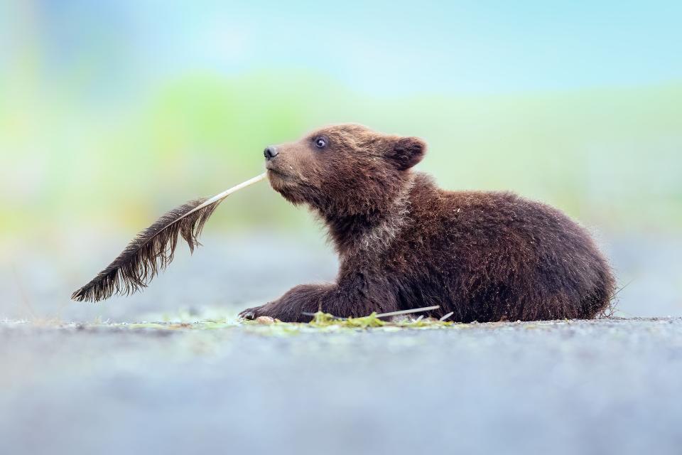 A brown bear cub holds a feather in its mouth