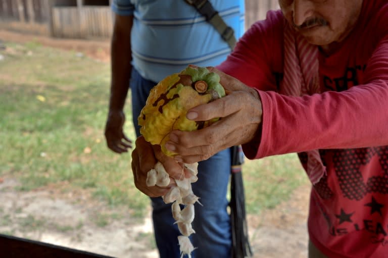 Farmer Uriel Casallas checks his cocoa bean crop near Guerima village, in the municipality of Cumaribo, Vichada department, eastern Colombia, on February 17, 2017