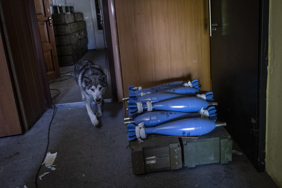A dog walks past shells used by a Ukrainian artillery unit in a village near the frontline in the Donetsk oblast region, eastern Ukraine, Thursday, June 2, 2022. (AP Photo/Bernat Armangue)