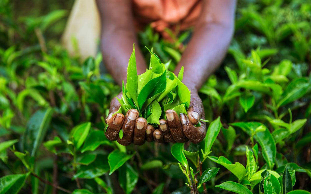 Working with natural produce often means that suppliers can’t quickly supply more at short notice with a peak in demand - Bloomberg Finance LP