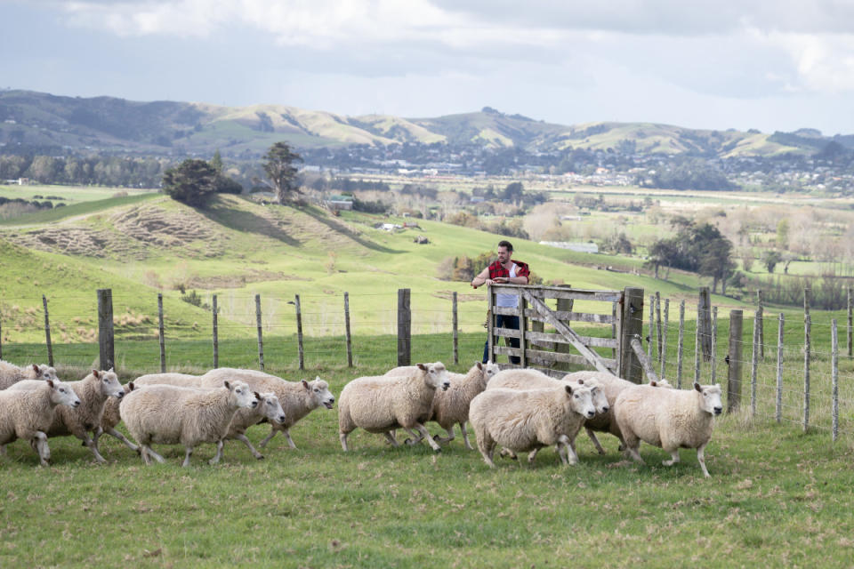 Jeremy was part of a New Zealand group date in which the guys herded sheep.<p>Disney</p>