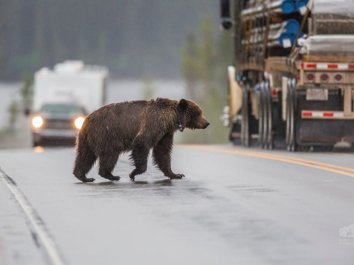 Since 2011, three grizzly bears have died on Jasper roads. (Darryn Epp - image credit)