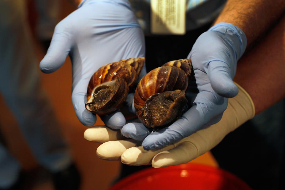 MIAMI, FL - SEPTEMBER 15: Giant African land snails are shown to the media as the Florida Department of Agriculture and Consumer Services announces it has positively identified a population of the invasive species in Miami-Dade county on September 15, 2011 in Miami, Florida. The Giant African land snail is one of the most damaging snails in the world because they consume at least 500 different types of plants, can cause structural damage to plaster and stucco, and can carry a parasitic nematode that can lead to meningitis in humans. An effort to eradicate the snails is being launched. The snail is one of the largest land snails in the world, growing up to eight inches in length and more than four inches in diameter. (Photo by Joe Raedle/Getty Images)