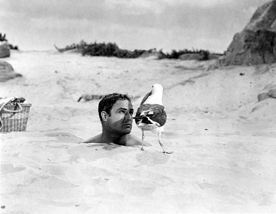 <p>Marlon Brando considers a seagull for a scene in <em>Bedtime Story</em> in 1964. </p>