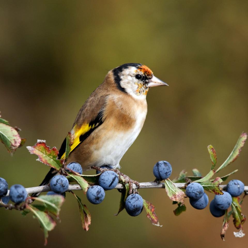 Fast food: a goldfinch perched on a blackthorn branch laden with sloes in Warwickshire - Alamy