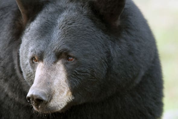 Bear attacks and kills woman in Canada