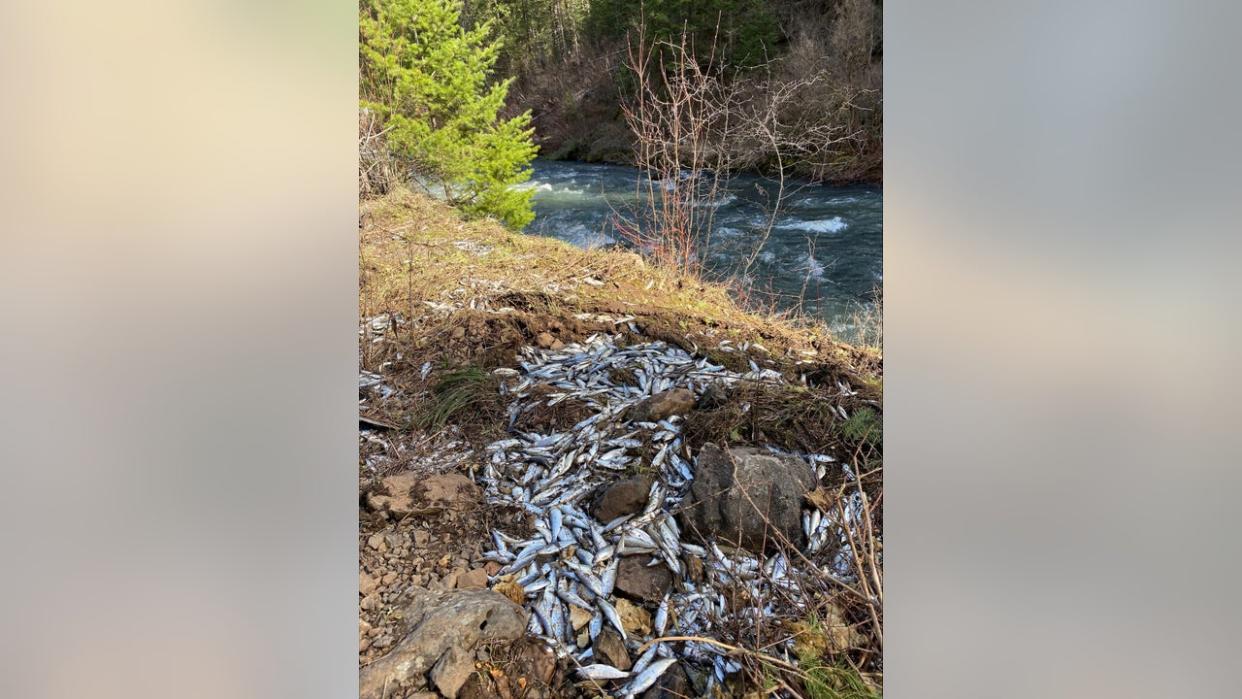 <div>A truck carrying more than 100,000 salmon smolts overturned in Oregon.</div> <strong>(U.S. Fish and Wildlife Service.)</strong>