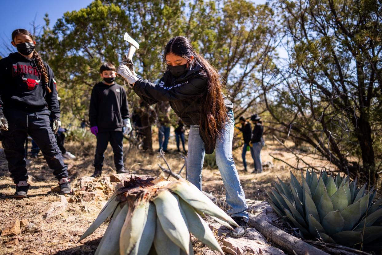 A girl from the Mescalero Apache Tribe begins to harvest mescal on a site owned by Freeport McMoRan.
