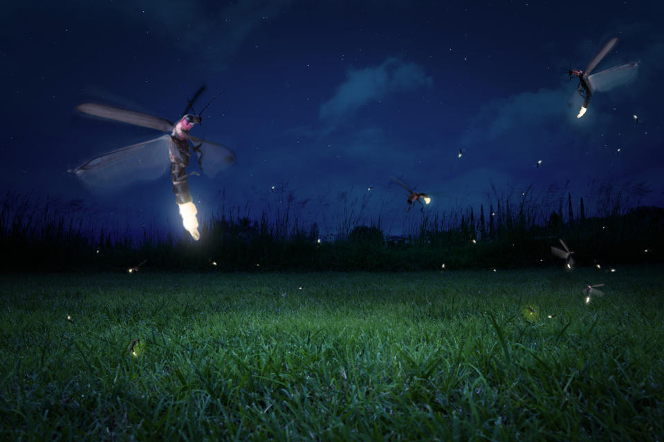 Fireflies