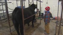 'Steer wars': P.E.I. brothers take to the ring at the annual Easter Beef Show