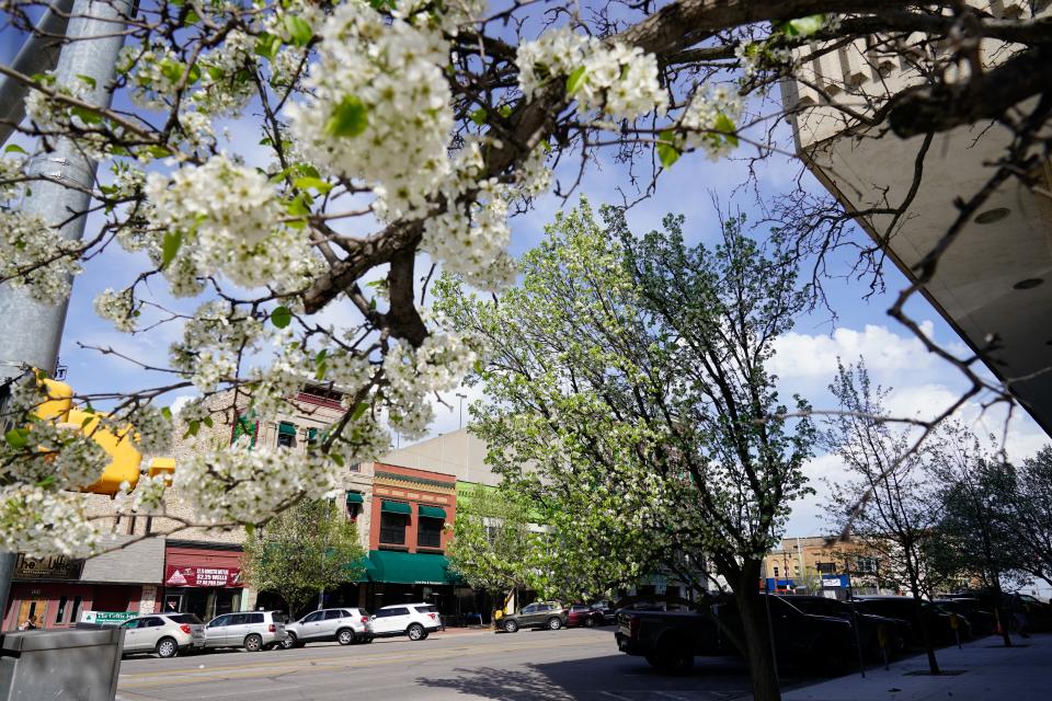 Bradford pear trees blossom this past Friday on the corner of S.W. 8th and Jackson.