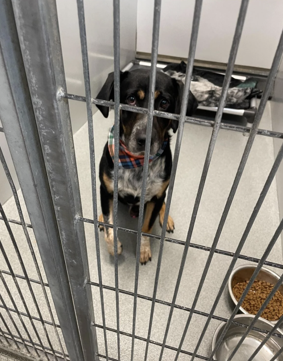 A dog with a plaid collar behind a metal crate door, gazing forward, with a bowl of food nearby