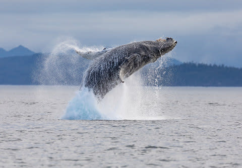 Robert Scriven's image of humpback whale breaching in British Columbia kicks off the year as January's feature shot - Credit: Robert Scriven