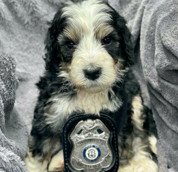 The South Kingstown Police Department is looking for the public's help in naming its new compassion dog.