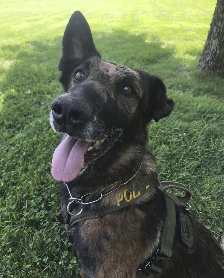 In this Aug. 28, 2020, photo provided by the USDA Forest Service, is an 11-year-old Belgian Malinois named Ice, a highly decorated U.S. Forest Service police dog, the day after he suffered nine stab wounds during a marijuana raid in Northern California. Ice was wounded in the Klamath National Forest south of the Oregon border when he was released to catch a suspect who had fled down a steep hill to escape the raid that unearthed more than 5,500 marijuana plants. He kept hold of the suspect even after he was stabbed, while his handler, Patrol Captain Christopher Magallon, made the arrest. (USDA Forest Service via AP)