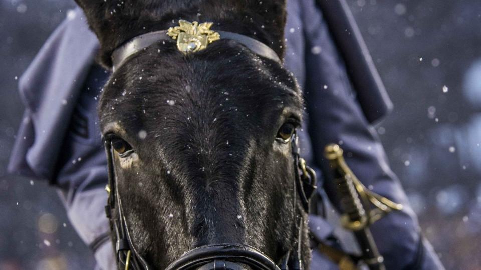 A West Point cadet rides the mule mascot as she watches the 2013 Army-Navy football game in Philadelphia Dec. 14, 2013. (Sgt. Sean K. Harp/Army)