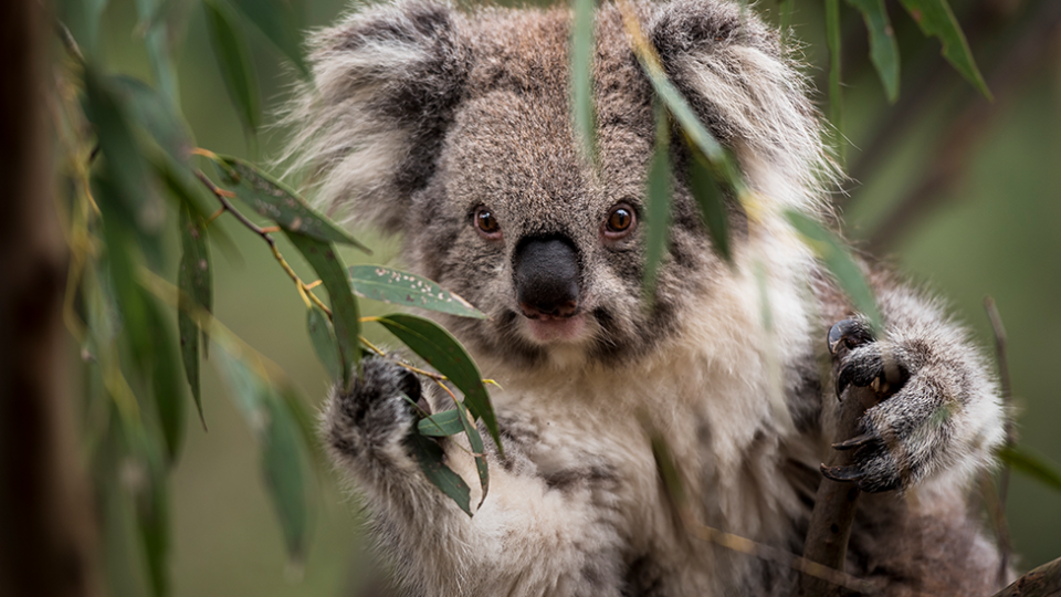 Koalas are vulnerable to extinction in Queensland, NSW and the ACT. Source: Doug Gimsey via ACF