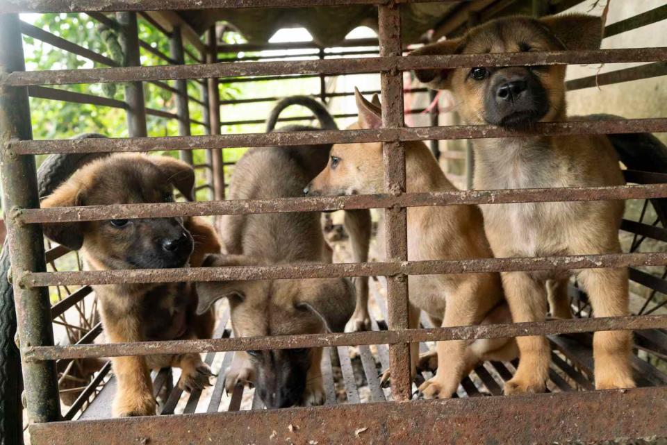 <p>Tim Gerard Barker/AP Images for HSI</p> Puppies rescued from a puppy fattening farm in Vietnam