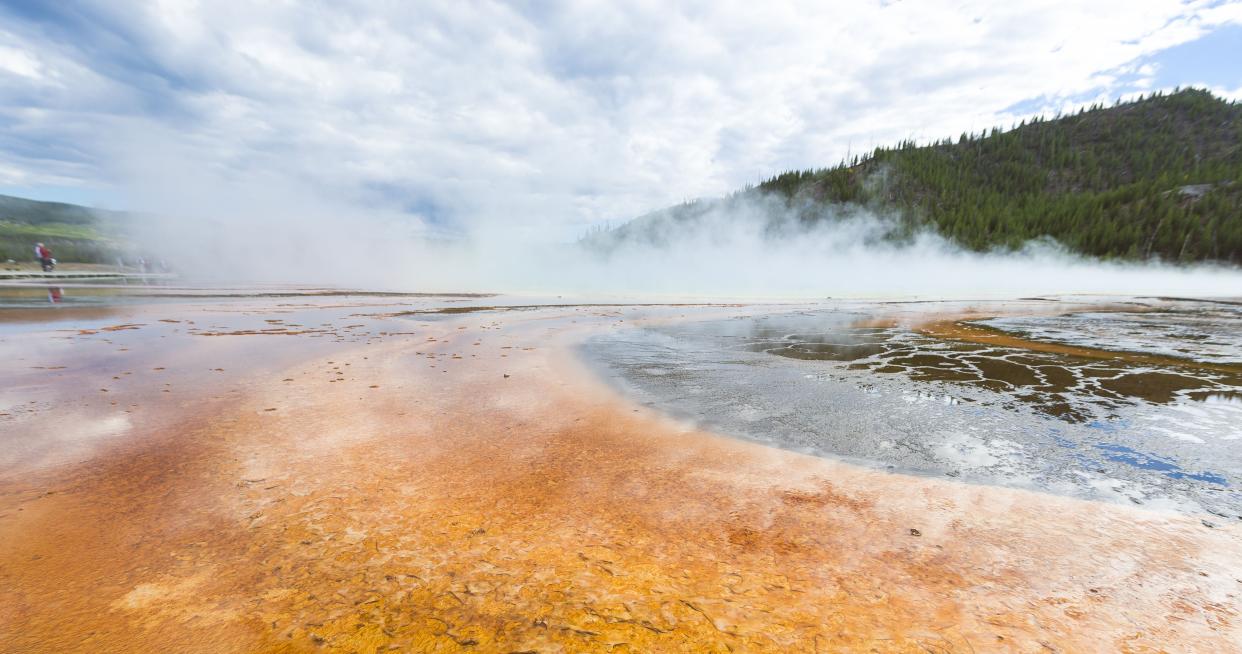 yellowstone rex