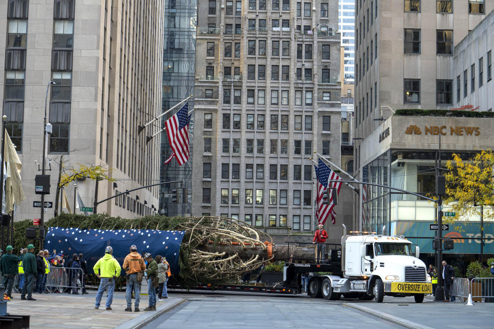 The 79-foot tall Rockefeller Center Christmas Tree arrives from Elkton, Md., to Rockefeller Plaza from a flatbed truck, Saturday, Nov. 13, 2021, in New York. New York City ushered in the holiday season with the arrival of the Norway spruce that will serve as one of the world's most famous Christmas trees.(AP Photo/Dieu-Nalio Chery)