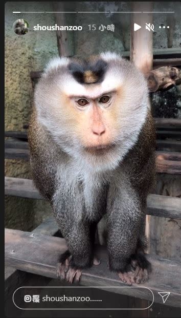 壽山動物園限時動態也會釋出超近距離的影片。（圖／翻攝自壽山動物園IG）