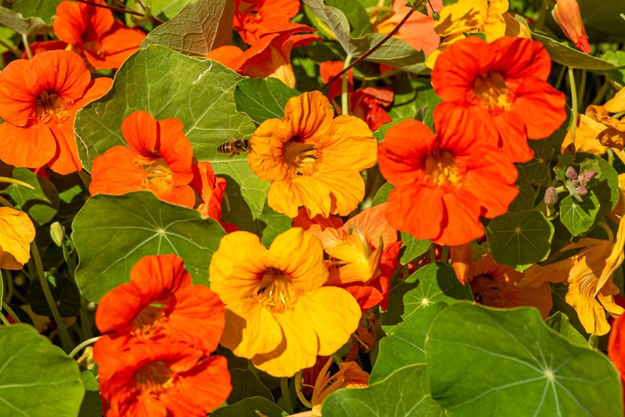 plants that repel bugs nasturtiums