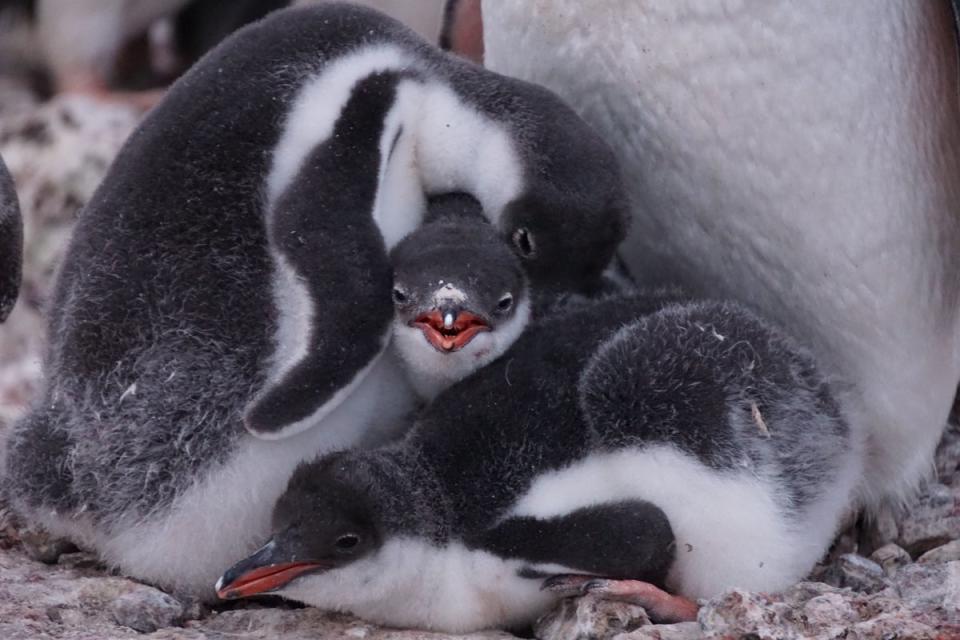 Baby penguins on the island (PA)