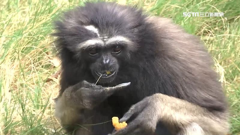 園方還替長臂猿特製月餅，一起過中秋。