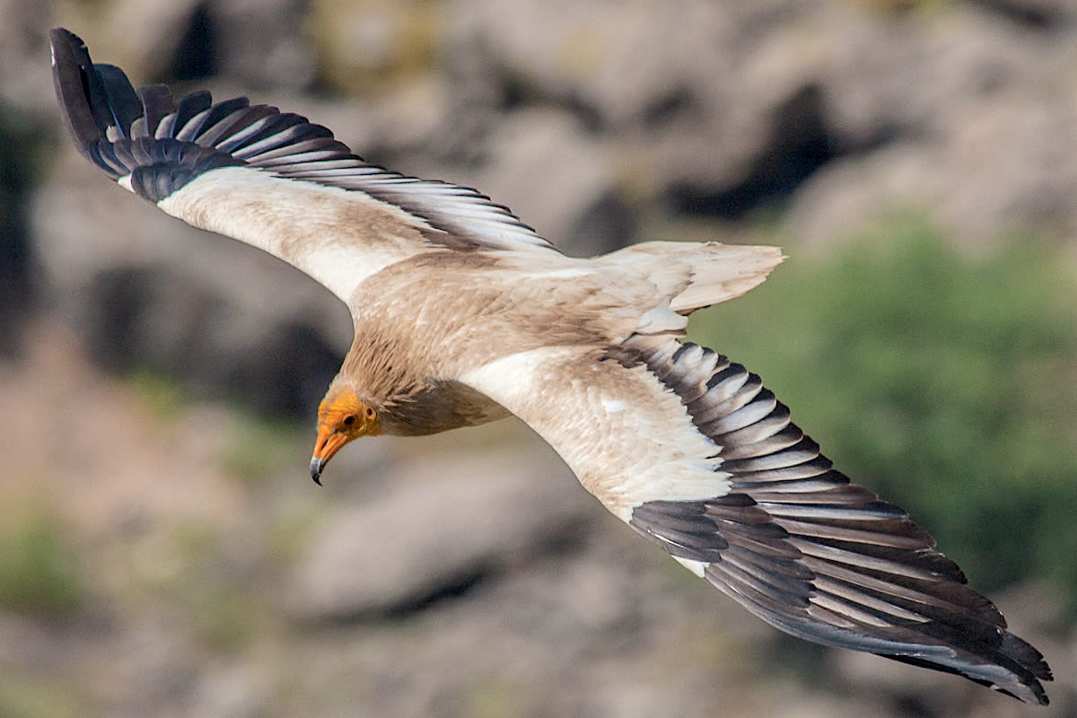 An Egyptian vulture, one of the numerous migratory animals found to be in decline. Artemy Voikhansky via Wikipedia