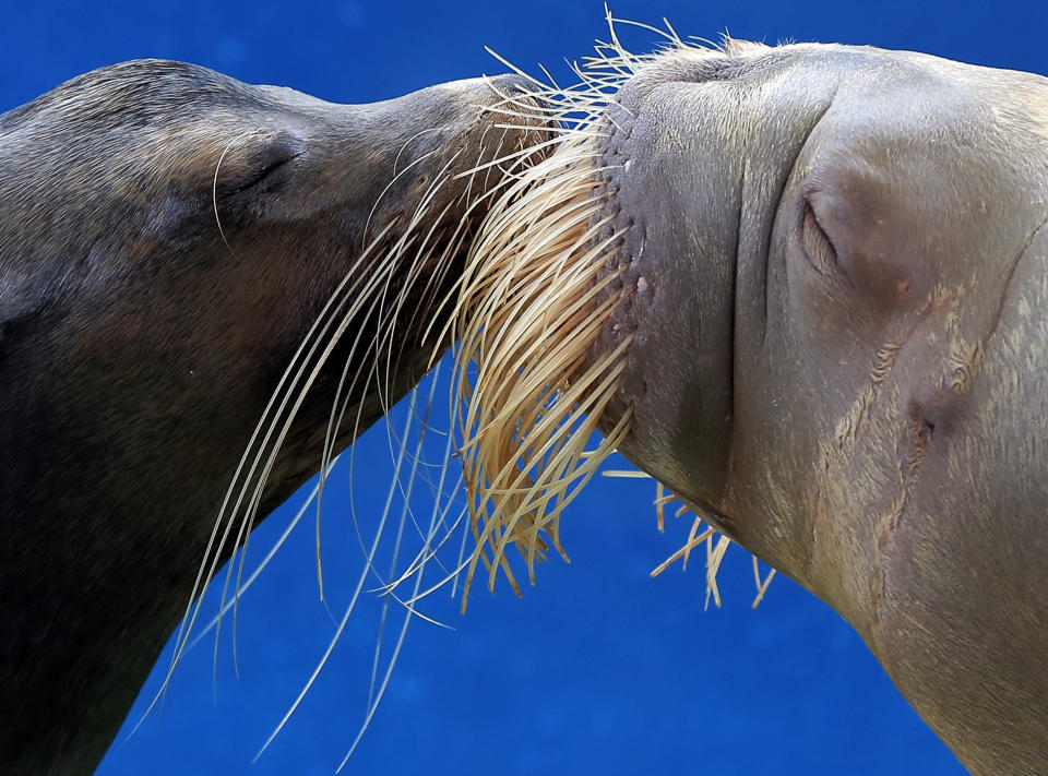 A California sea lion and a walrus kiss each other during a show at the Hakkeijima Sea Paradise aquarium-amusement park complex in Yokohama, southwest of Tokyo, Sunday, Sept. 16, 2012. (AP Photo/Itsuo Inouye)