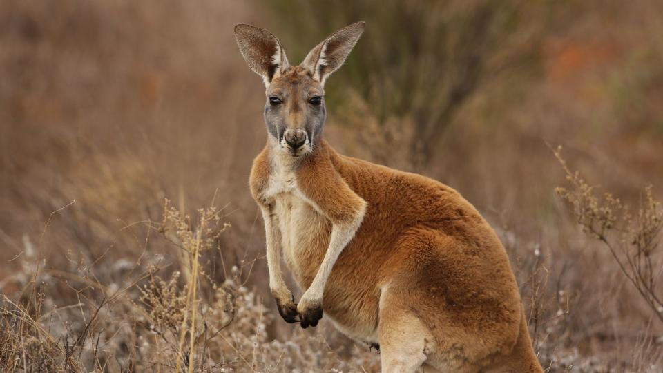 Best exotic pets - Wallaroo