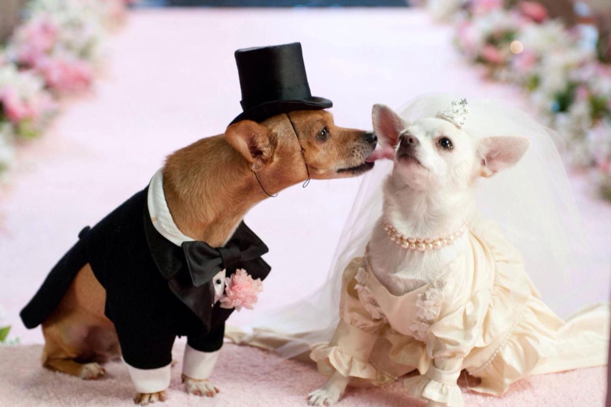 Close-Up Of Dogs In Bride And Groom On Pink Textile