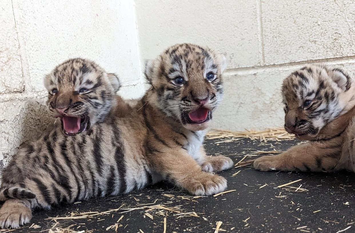 Three Amur tiger cubs born at Minnesota Zoo