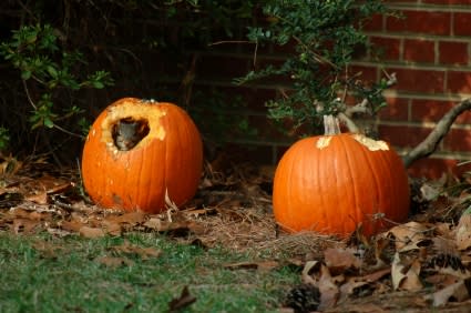 They mess with your pumpkins