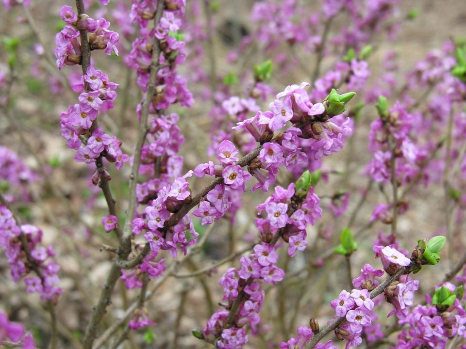 A close-up of February Daphne, taken in late March. It makes a great-smelling addition to your landscape.