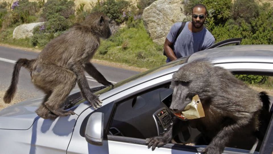Baboons raid a tourist's car on the outskirts of Cape Town. - Schalk van Zuydam/AP