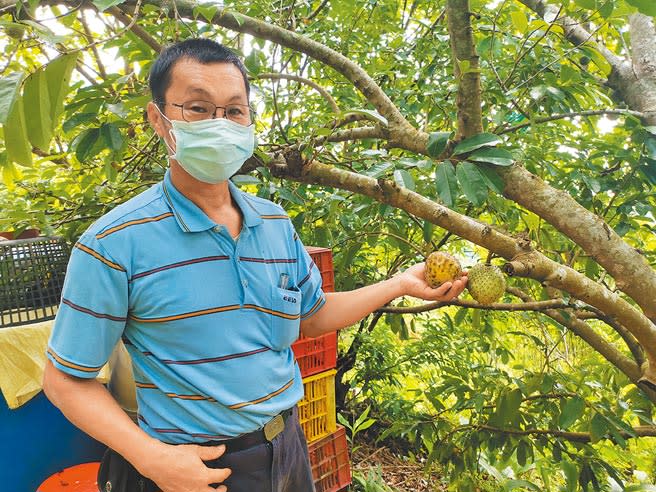台南市六甲農友陳文章種了60棵左右的羅李亮果樹，目前正值採收期。（劉秀芬攝）