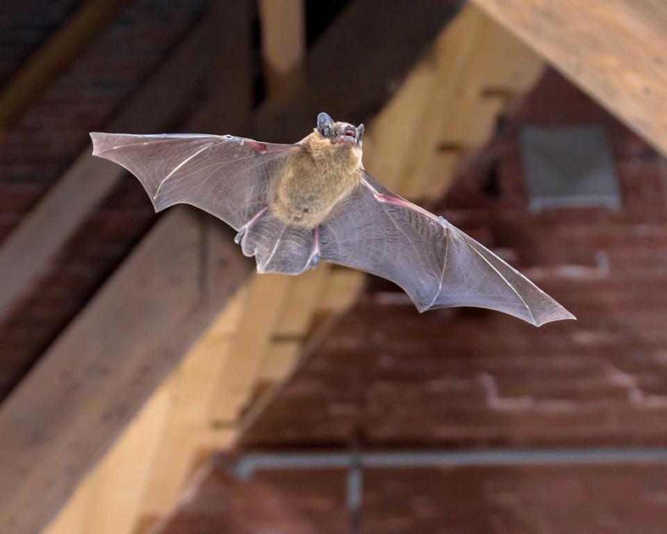 bat in attic