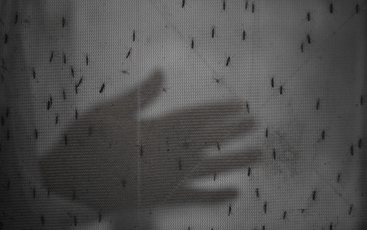 A researcher tests the efficacy and protection time of insect repellents against different species of mosquitoes at the entomology laboratory of Jahangirnagar University in Dhaka, Bangladesh