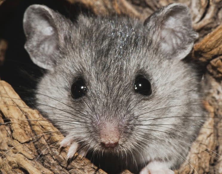 Scientists targeted an area of mice brains that deals with fear (Bill Draker / imageBROKER/REX/Shutterstock)