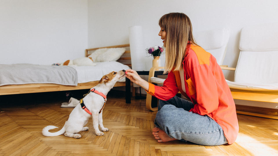 woman training small dog with treats indoors