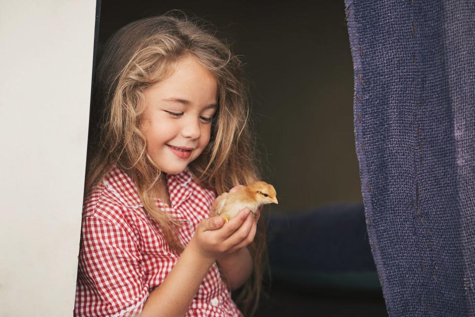 small girl holding a baby chicken